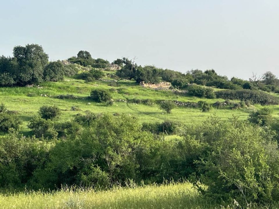 שפלה - נועם זיו