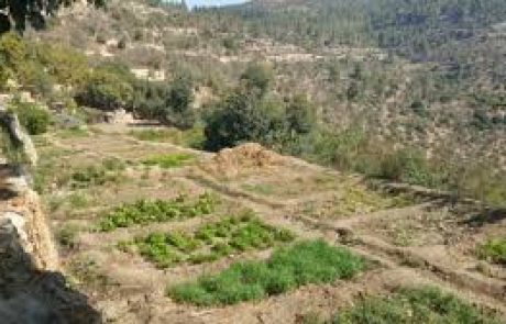 שמורת הסטף – חקלאות קדומה בהרי ירושלים
